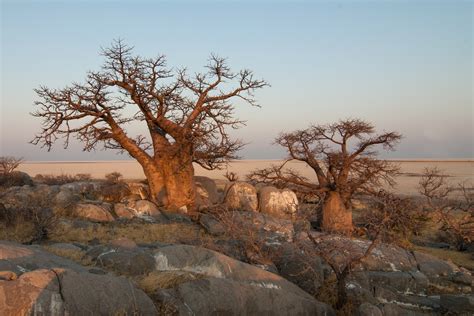 Free Images Landscape Tree Rock Wilderness Desert Savanna