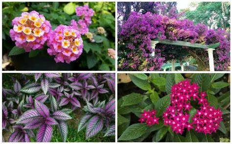 Winter Flowering Plants For Central Florida Best Flower Site