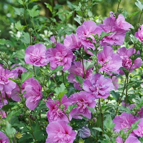 Hibiscus Dark Lavender Chiffon® Rose Of Sharon Park Seed