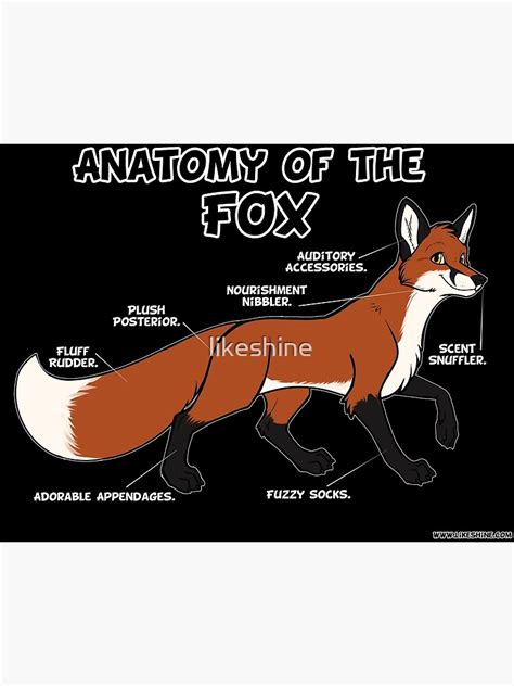 Anatomy Of The Fox Red Poster By Likeshine Redbubble