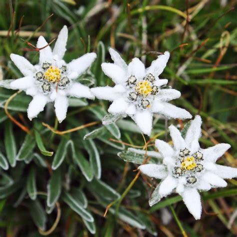 Edelweiss Is A Mountain Flower Associated With The Alps It Is Also