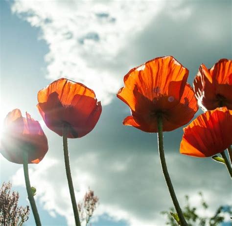 See full list on bestmattresspicks.com Charles P. Rogers | CHARLES P. ROGERS BED BLOG