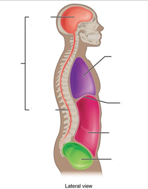 Anatomy And Physiology Body Cavities Lateral View Diagram Quizlet