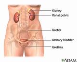 Urinary Muscle Exercise Images