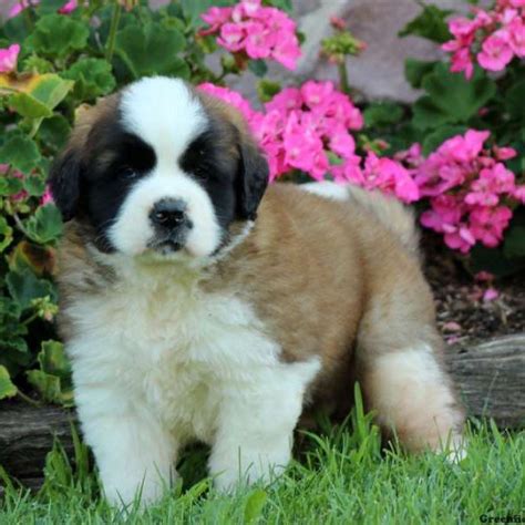 Our saint bernard pups are our babies. Saint Bernard Puppies For Sale | Greenfield Puppies