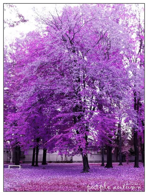 Purple Autumn By Amon 1 On Deviantart