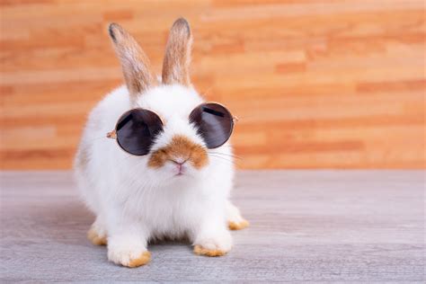 Little Adorable Bunny Rabbit With Sun Glasses Stay On Gray Table With