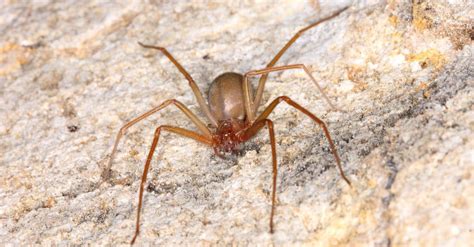 Brown Recluse Spiders In Iowa Where They Live What They Eat How To