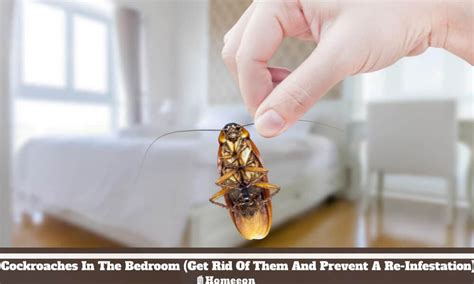 Cockroaches In The Bedroom How To Get Rid Of Them And Prevent A Re Infestation