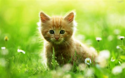 Cute Cats 3 Pets Cute And Docile