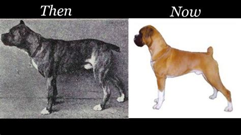 Purebred Dogs Then And Now Dog Breeds Popular Dog Breeds Purebred Dogs