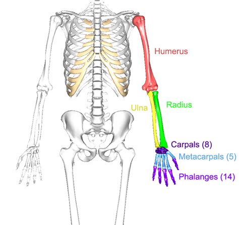 Upper Limb Anatomy Upper Limb Anatomy Anatomy Anatomy Images Images