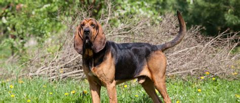 About The Breed Bloodhound Highland Canine Training