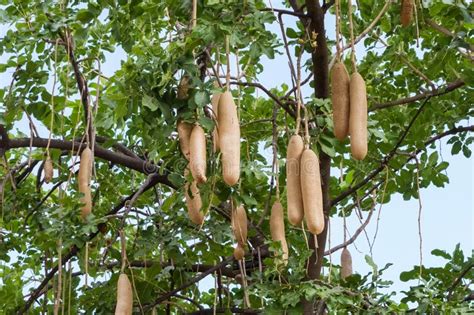 Kigelia Africana Sausage Tree With Ripening Fruits Stock Photo Image