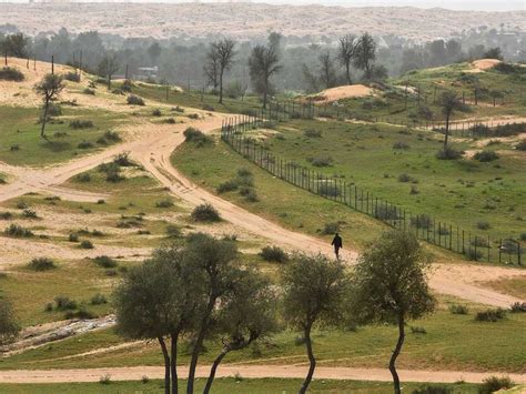 After Weeks Of Rain Desert Turns Green In The Uae Lifestyle Photos