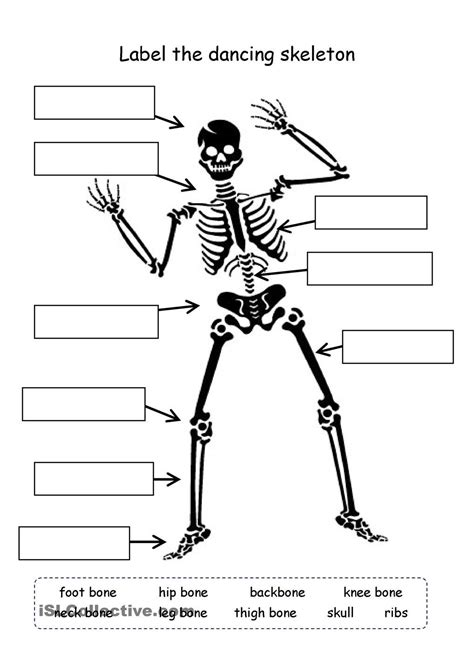 Labeling The Skeleton Worksheet