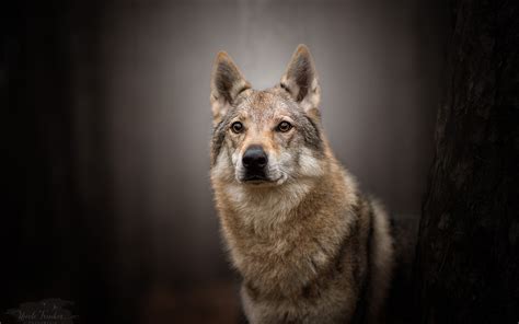 Animal Wolfdog Hd Wallpaper