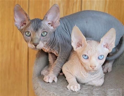 The wildly unique look of the hairless cat made cat lovers want to continue breeding the. Sphynx Cats For Sale | Sacramento, CA #285850 | Petzlover