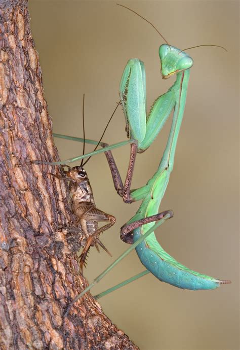 Its Interesting To Know What Praying Mantises Eat Do Read Animals