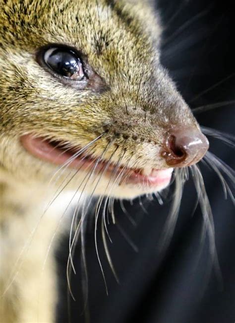 Shocked Fisherman Finds Spotted Quoll At Gresford The Maitland