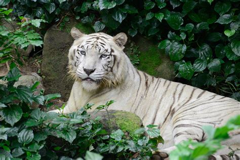 Singapore Zoo White Bengal Tiger 1 Sentosa Resort Island And