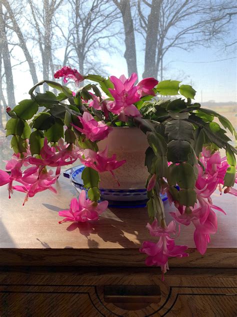 A christmas cactus can add a pop of cheerful color to your indoor plant collection. My Christmas cactus in full bloom : succulents