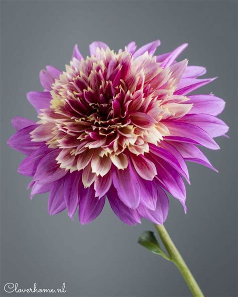 Dahlia Garden Review Exciting Newcomers Cloverhome Dahlias Garden