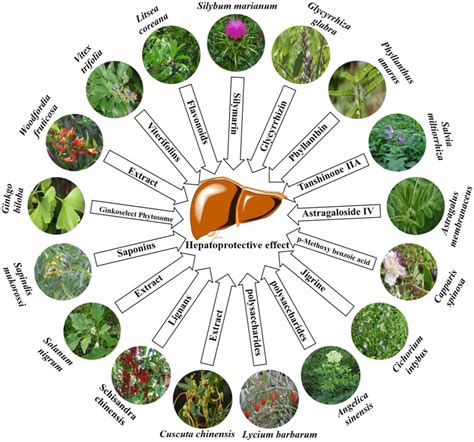 Important Medicinal Plants And Their Active Ingredients Associated With