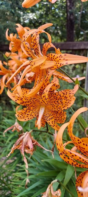 Tiger Lily Flower Nature Free Photo On Pixabay Pixabay