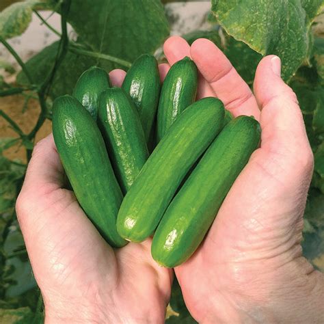 Cucumber Mini Me F1 Organic Harris Seeds
