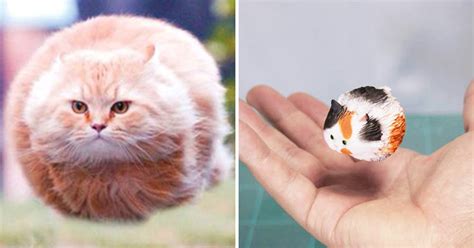 See more of 貓咪中文梗圖 on facebook. 經典梗圖「漂浮貓」出立體扭蛋了! 6款花色「圓滾滾貓球」欠揍又可愛 - PageCup