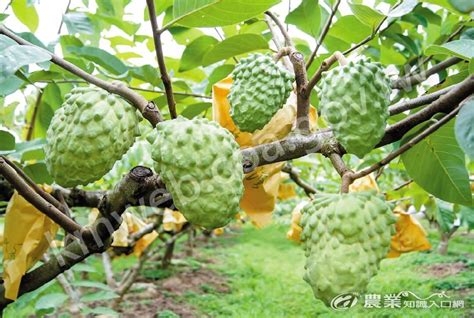 鳳梨釋迦產期調節三大竅門，生產冬期果避免採後裂果 農業知識入口網