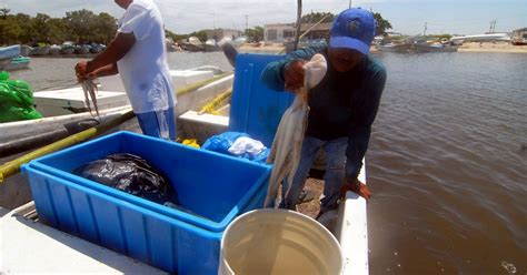 Pesca De Pulpo Dejará Derrama De 2400 Mdp A Yucatán La Verdad Noticias