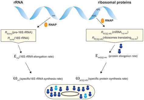 Scheme For The Synthesis Of Rrna And Ribosomal Proteins The Scheme