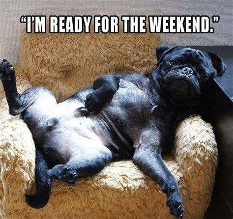 It s the weekend meme. BorrowMyDoggy - Local Dog Walking, Sitting & Holiday Care ...
