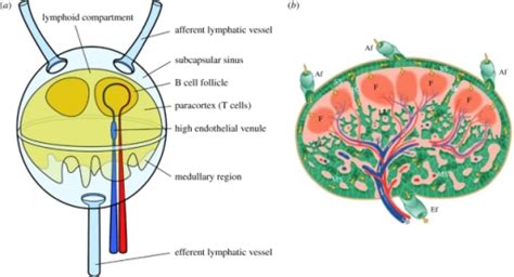 A Schematic Diagram Of A Lymph Node Lymph Flows Arou Open I