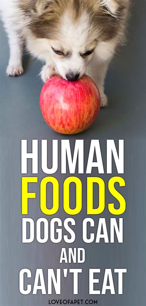 We did not find results for: 29 Human Foods Dogs Can and Can't Eat | Human food, Big ...