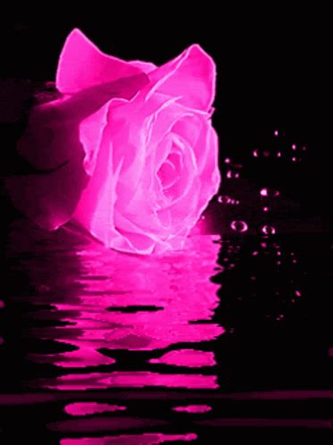 Rose Flower Gif Rose Flower Pink Rose Discover Share Gifs Rose