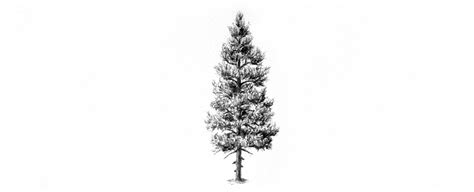 600x1024 create a winter scene in adobe photoshop the line art. How to Draw Trees