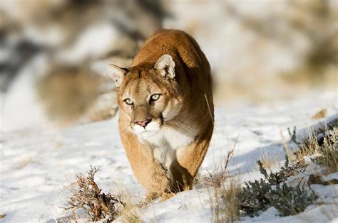 Cougar Species Facts Conservation Bigcatswildcats