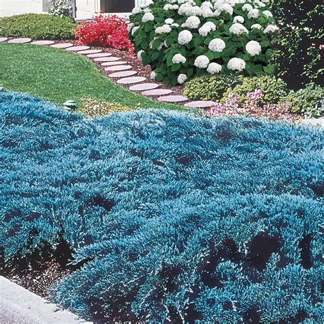 Blue Rug Juniper Ground Cover Spring Hill Nurseries