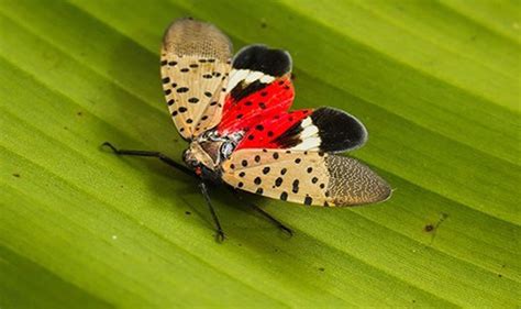 Tree-killing spotted lanternfly has been found in 8th N.J ...