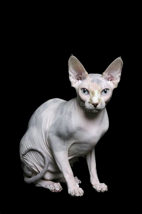 Sphynx Cat Stock Image Image Of Pure Skin Playful Sphynx 8548939