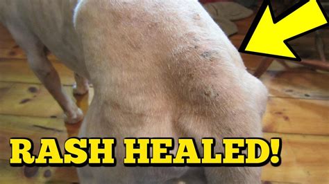 Dog Skin Infection Hot Spot Remedy That Really Works Youtube