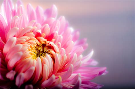 Close Up Photo Of Pink Daisy Flower Hd Wallpaper Wallpaper Flare