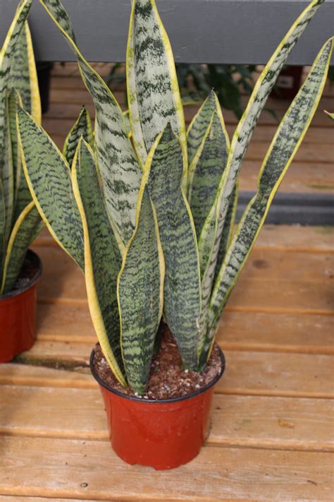 Snake plants are not picky when it comes to light requirements. Snake Plant 'Assorted' - 6 Inch Pot - Wilson's Garden Center