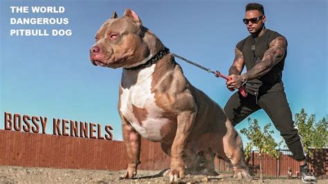 Are Pitbulls The Most Dangerous Dog Breed