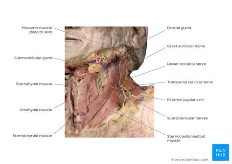 Sternocleidomastoid Muscle Anatomy And Functions Kenhub