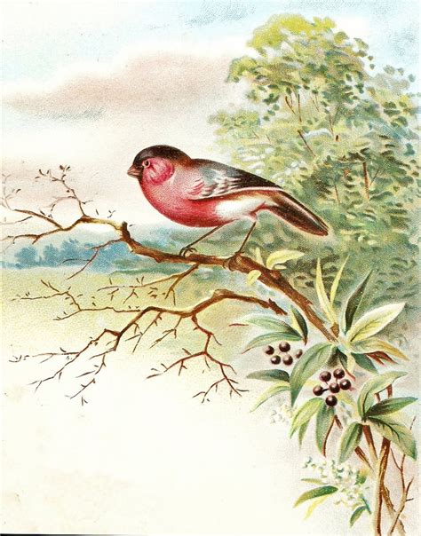 102 Best Ideas About Free Vintage Bird Graphics On