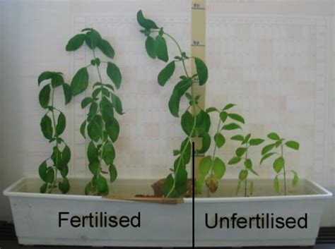2/3 of all feeding is done in the autumn under a digging. Make Your Own Fertilizer: A DIY Guide - Gardening Channel